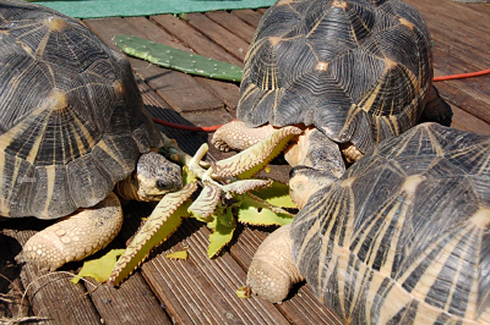 photo astrochelys radiata photo astrochelys radiata