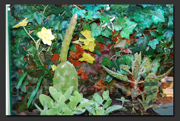 fond du Terrarium pour tortue terrestres