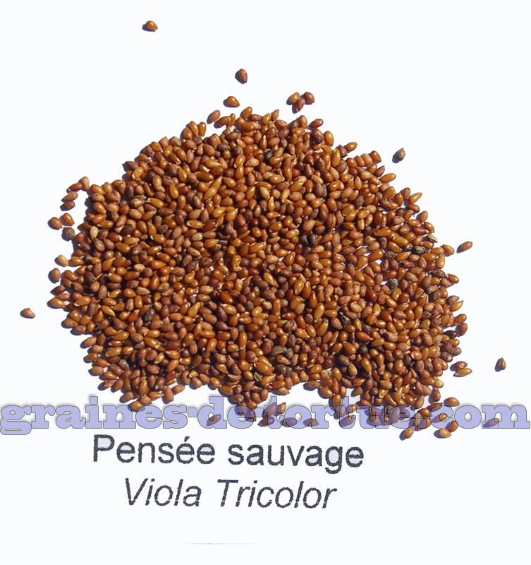 graines de pensées sauvages Vila tricolor par — free download