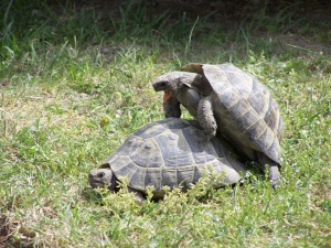 vol tortue ibera