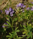 alfalfa