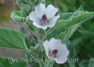 althaea_officinalis