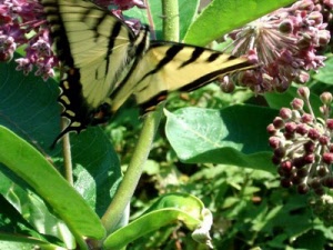 asclepias syriaca