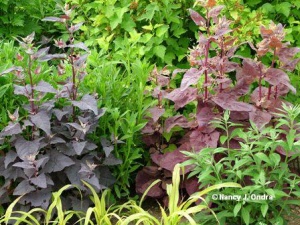 atriplex_arroche_pour_tortues