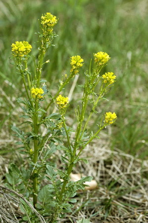 barbarea vulgaris