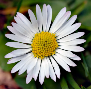 bellis_perennis