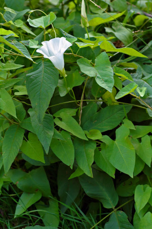 calystegia_sepium_tortue