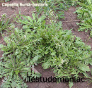 capsella.bursa-pastoris