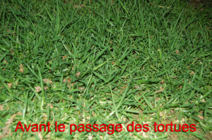 cynodon_dactylon_pour_tortue