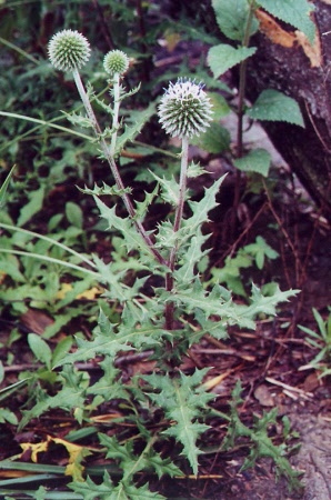 echinops_sphaerocephalus