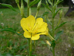 feuille_onagre