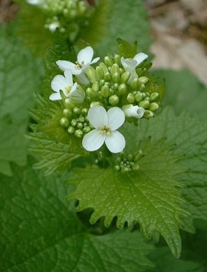 graines_alliaria_petiolata