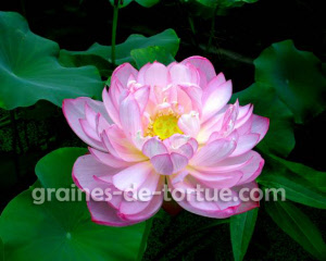 graines_de_lotus_hong_wan_w