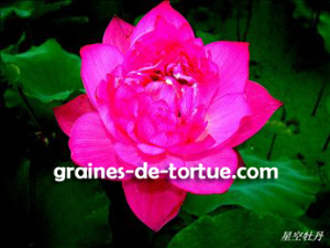 graines_de_lotus_hongtongto