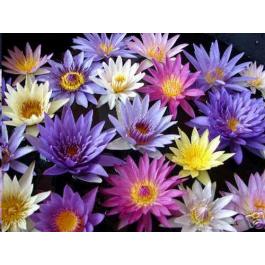 nymphaea_caerulea_fleur