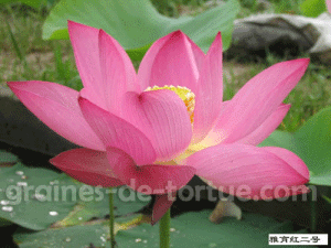graines_de_lotus_yayu_red