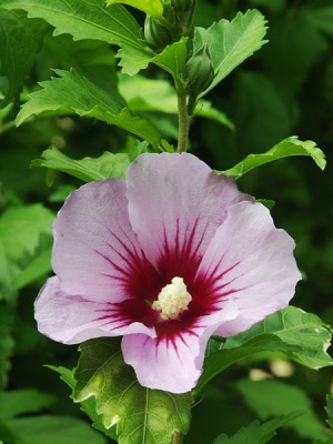 hibiscus_syriacus__hibiscus_syriacus