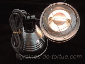 lampe_halogene_tortue