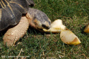male-rad-mange