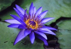 nymphaea_caerulea_fleur