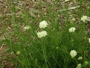 scabiosa_ochroleuca_graines_de_tortue