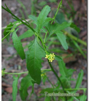 sisymbrium-officinale_000