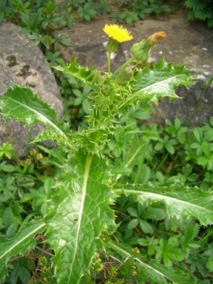 sonchus_asper_graines-de-tortue