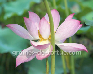 space_lotus_3