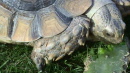 sulcata mange