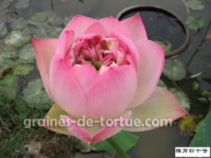 yayu-pink-5