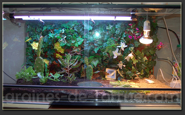 terrarium pour tortues terrestres exotiques terrarium pour tortues terrestres exotiques