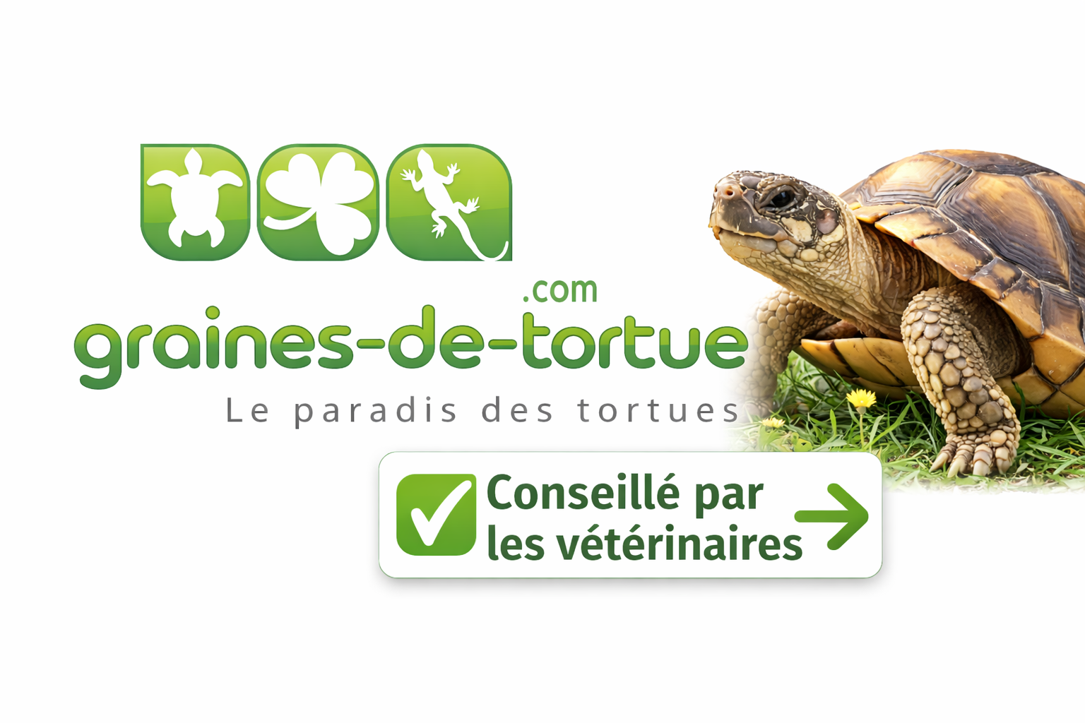 Graines naturelles pour tortues terrestres
