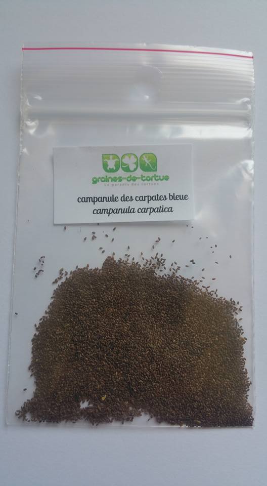 graines_campanule_bleue