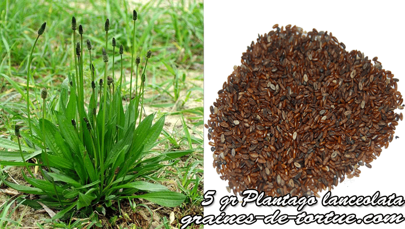 Plantain Deutsch Plantain Deutsch