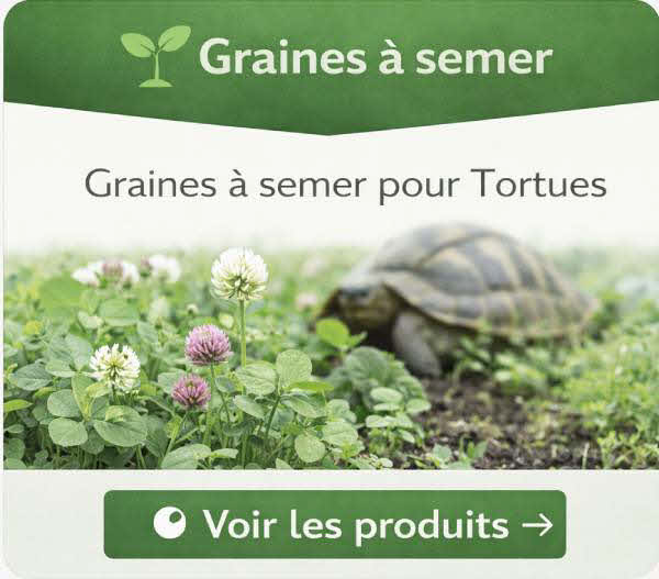 Graines à semer