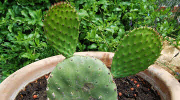 Promoción de Opuntia