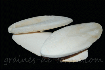 Small sepia bones X 3