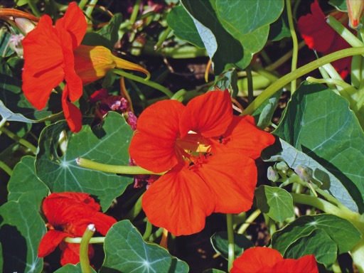 nasturtium seeds