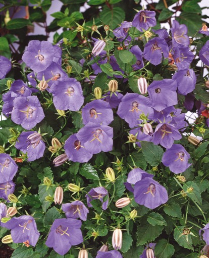campanula carpatica
