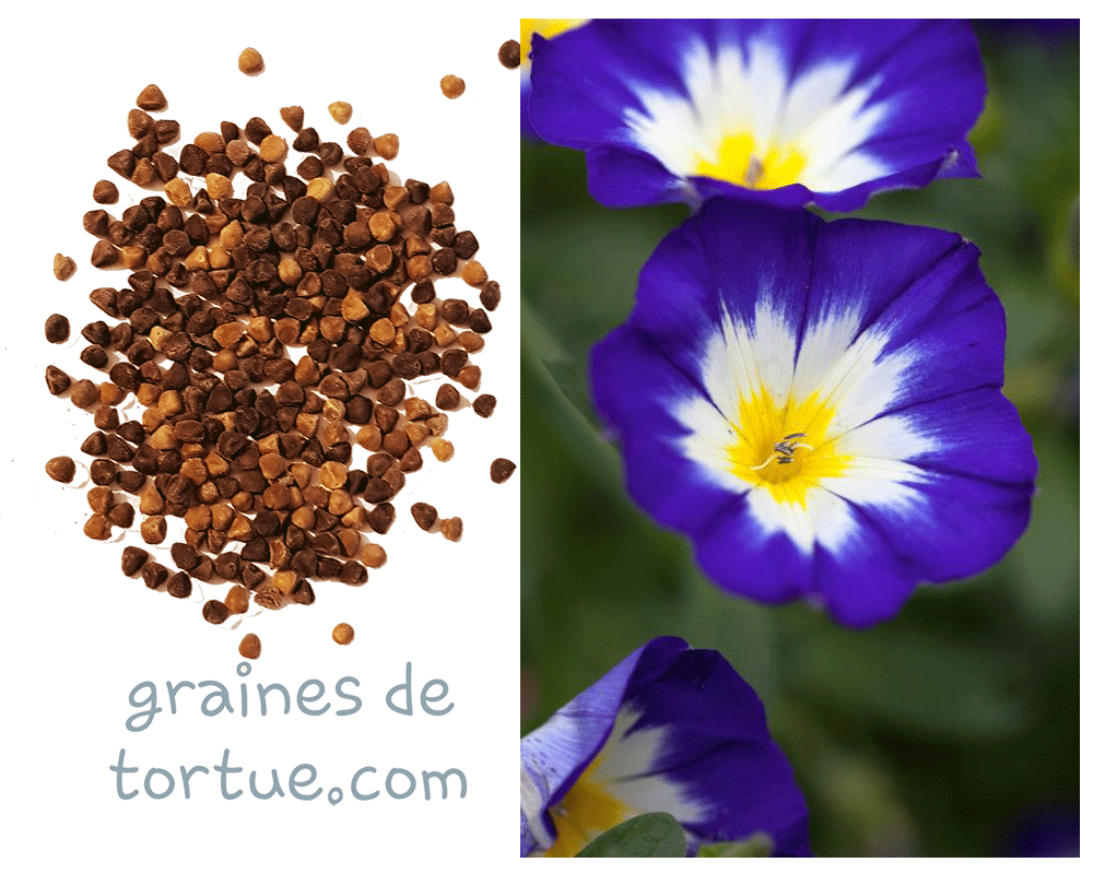 dwarf morning-glory seeds