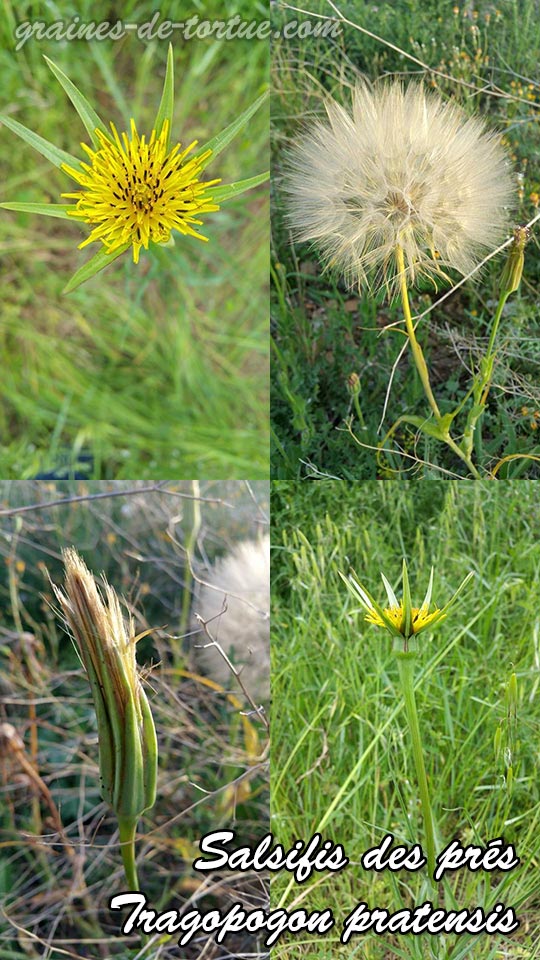 Tragopogon pratens seeds