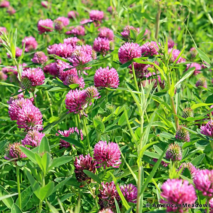 Red clover seeds, trifolium pratenses