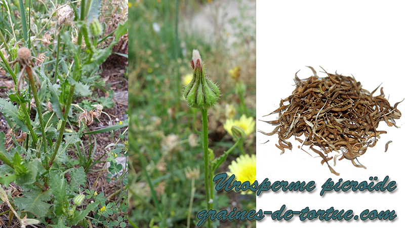 urosperme picroides seeds