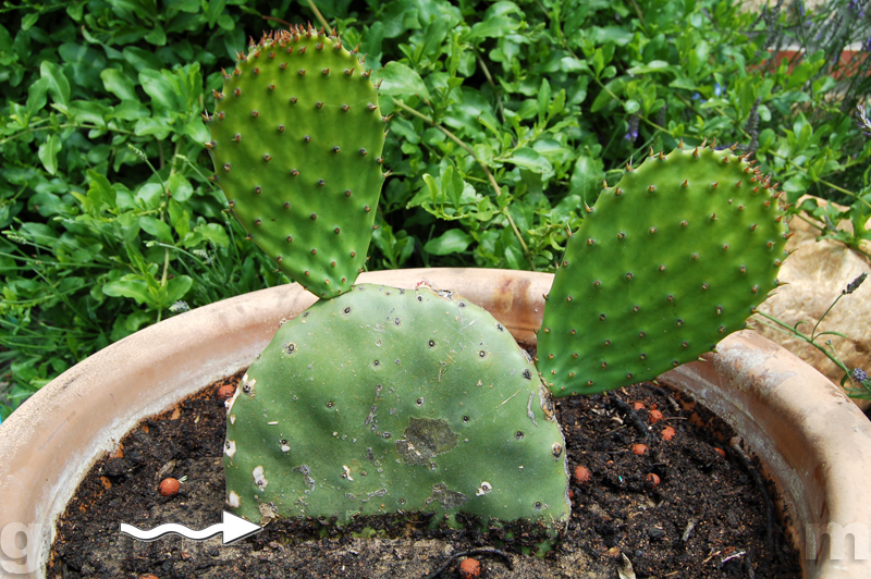 raquette de cactus opuntia ficus indica à planter par ...