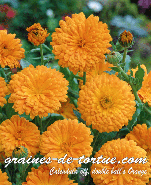 graines de calendula