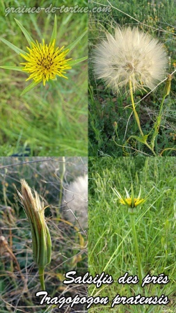 graines de salsifis - tragopogon 