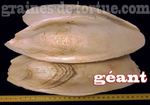 Cuttlebone gigante y XL