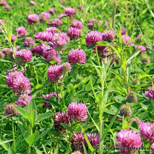 Red clover seeds, trifolium pratenses