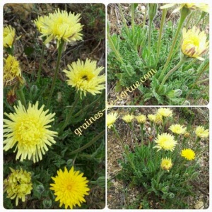 smooth golden fleece seeds