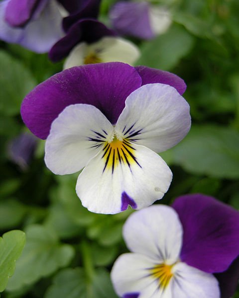 viola